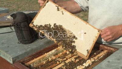 Imker kontrolliert seine Bienenstöcke/Beekeeper Inspecting the Honeycombs