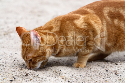 Portrait einer Hauskatze - Portrait of a Domecstic Cat
