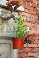 Watering a pot