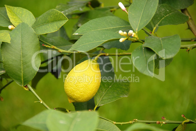Lemon growing on branch