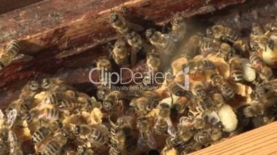 Bienen in einem Bienstock/ Bees in a honeycomb