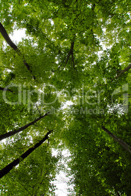 Green trees frame