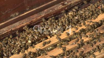 Bienen in einem Bienstock/ Bees in a honeycomb