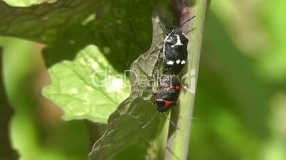 Cabbage bug - Eurydema oleraceum