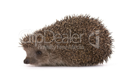 Hedgehog