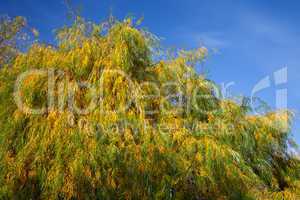 Willow leaves in autumn