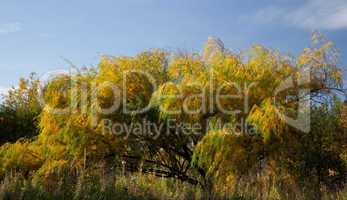 Willow leaves in autumn