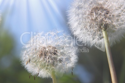 Pusteblume