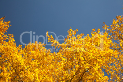 Bright autumn foliage