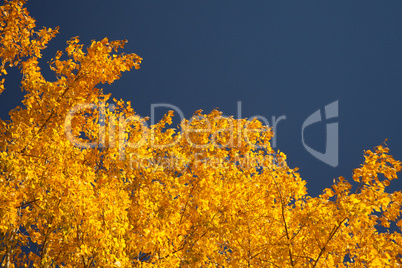 Bright autumn foliage