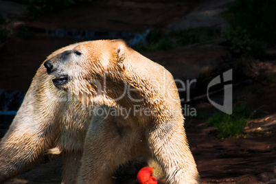 Eisbär