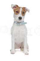 Jack Russel Terrier dog