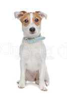 Jack Russel Terrier dog