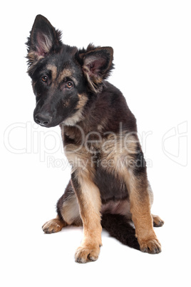 German Shepherd puppy