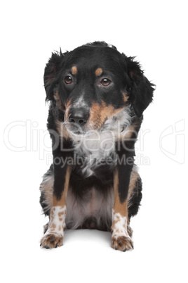 mixed breed dog, kooiker, Frisian Pointer