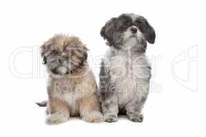 Lhaso apso and a shih tzu