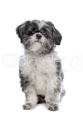 Lhasa Apso