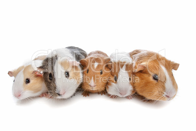five guinea pigs