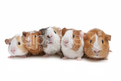five guinea pigs