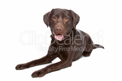 Labrador retriever