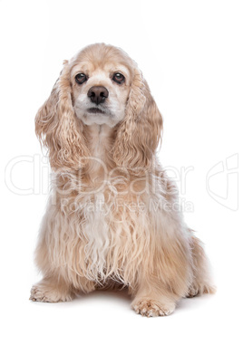 American Cocker Spaniel