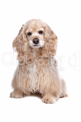 American Cocker Spaniel