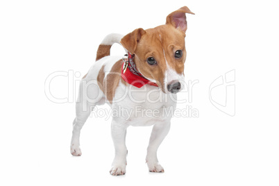 Jack Russel Terrier dog