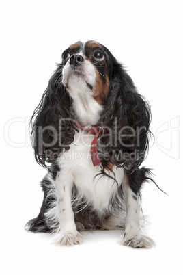 Cavalier King Charles Spaniel