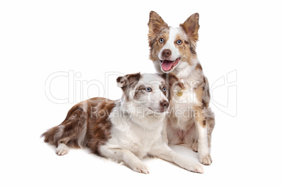 two border collie dogs