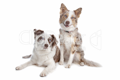 two border collie dogs