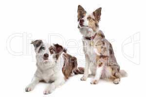 two border collie dogs