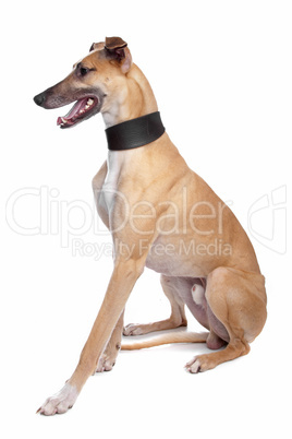 Greyhound, Whippet, Galgo dog
