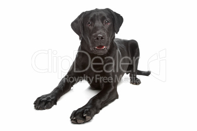 Labrador retriever