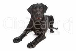 Labrador retriever