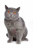 blue British Shorthair cat