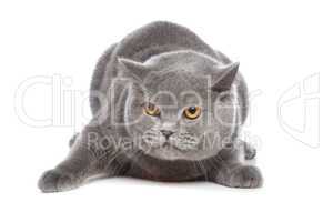 blue British Shorthair cat