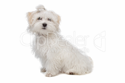 white maltese dog