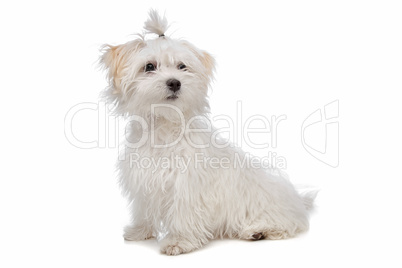 white maltese dog