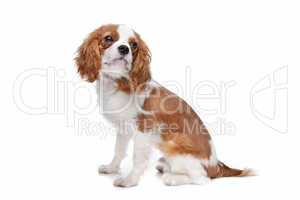 Cavalier King Charles Spaniel