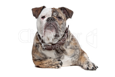 English bulldog