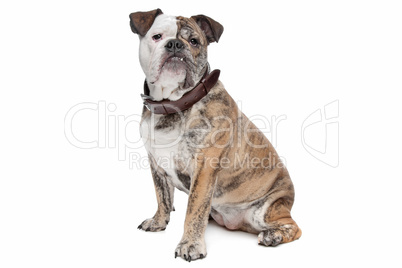 English bulldog