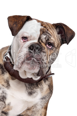 English bulldog