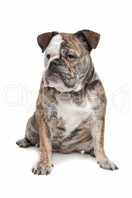 English bulldog