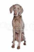 weimaraner