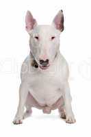 bull terrier