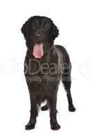 Flat-Coated Retriever