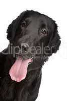 Flat-Coated Retriever