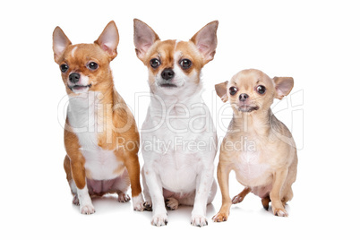 three chihuahua dogs