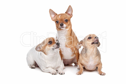 three chihuahua dogs