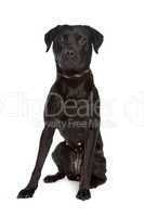 mixed breed black dog